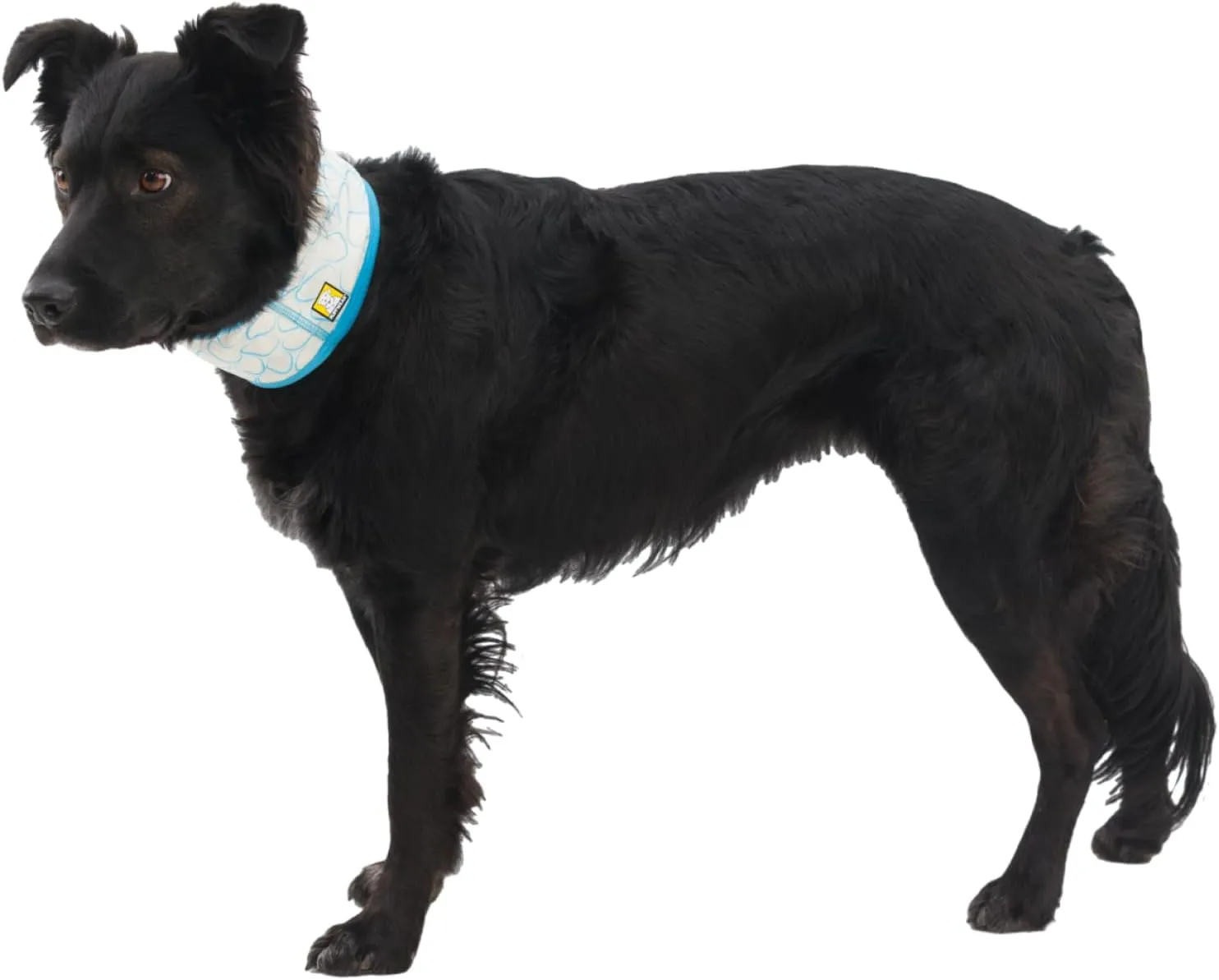 Ruffwear, Swamp Cooler Dog Neck Gaiter, Evaporative Cooling Gear for Hot Weather, Biolumin Blue, Medium
